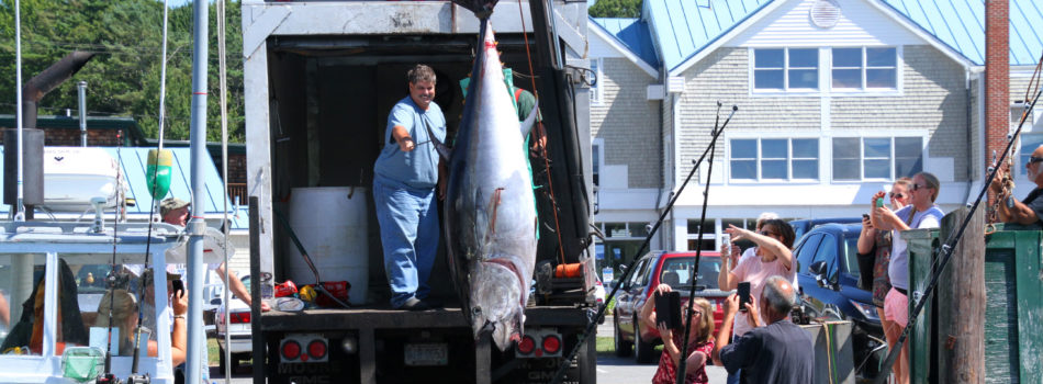 Tuna-govt-wharf-kennebunkport2